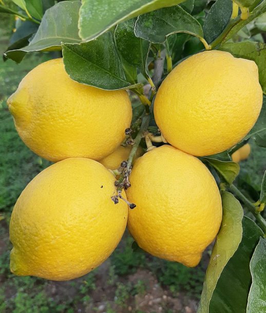 limone